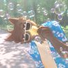 doggy.piggy_roblox