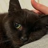 paulbravecat