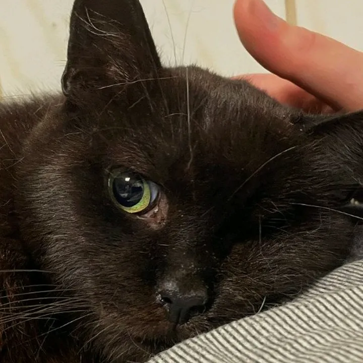 paulbravecat