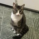 @helpsimba