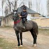 horses.n1