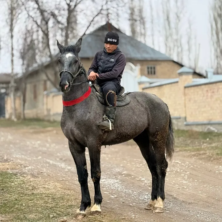 horses.n1