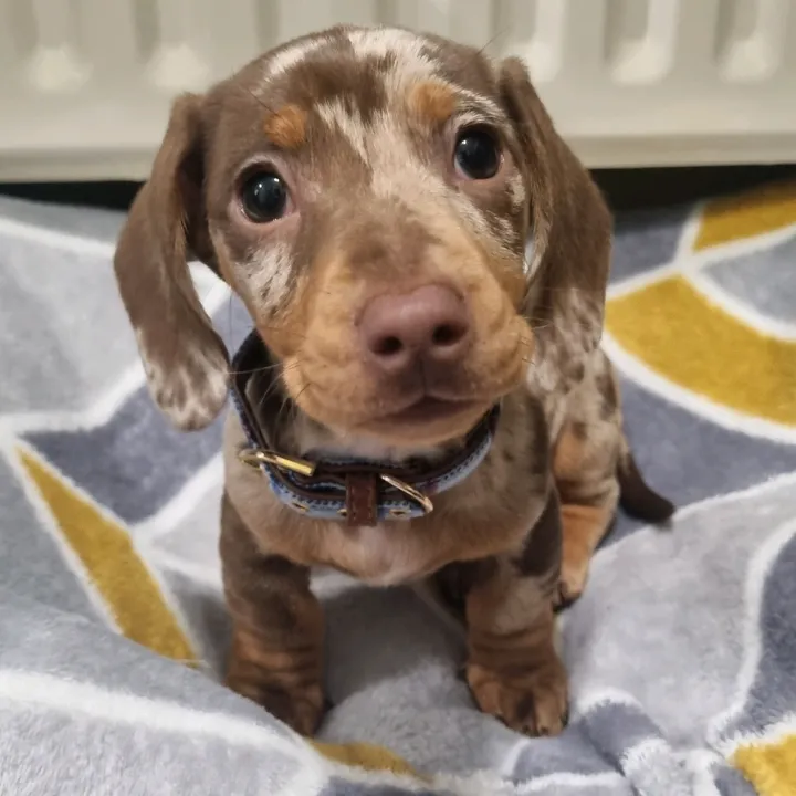 @choritzochipolata