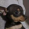 klein_puppi.diva