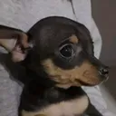 @klein_puppi.diva