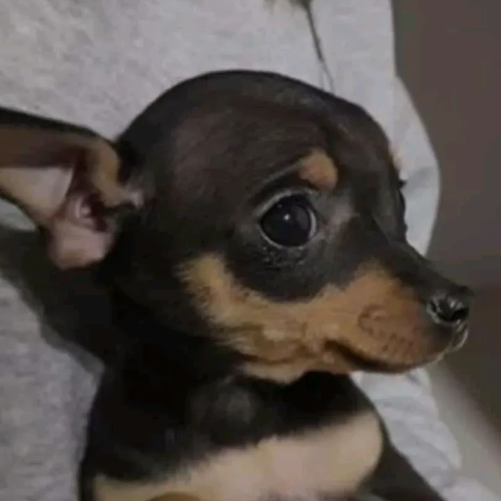 klein_puppi.diva
