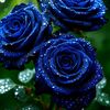 behappy777_