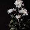 annanasssz_