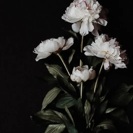 annanasssz_