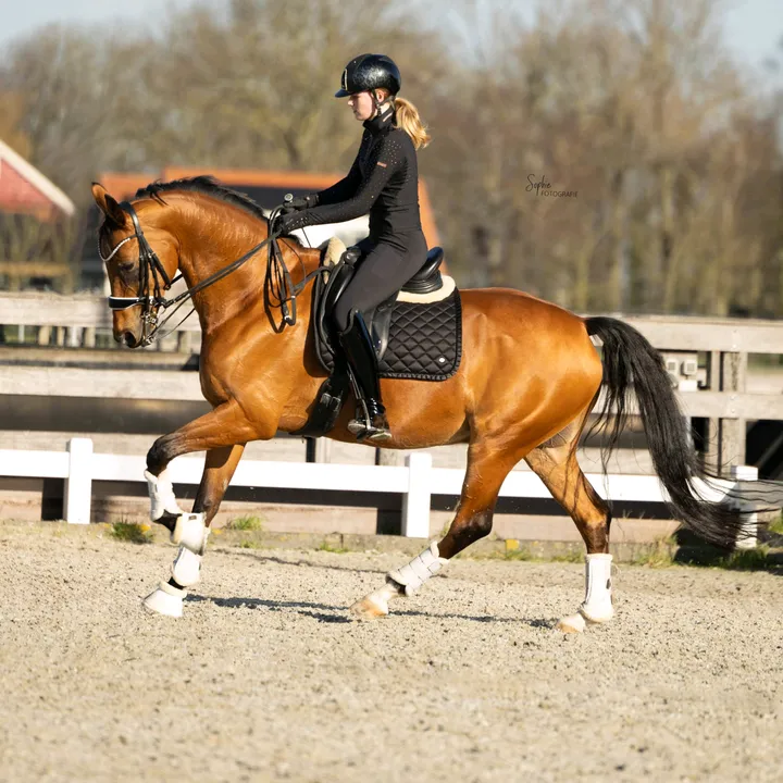 lvdp_equestrian