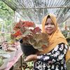 mama_almah