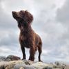 simplyanimalsdogtraining