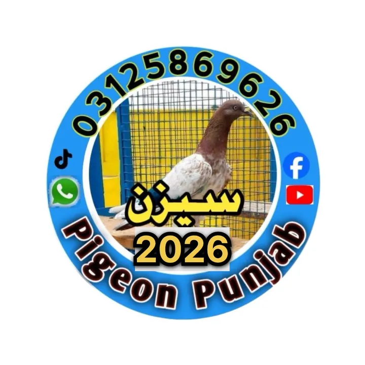 pigeonpunjab0