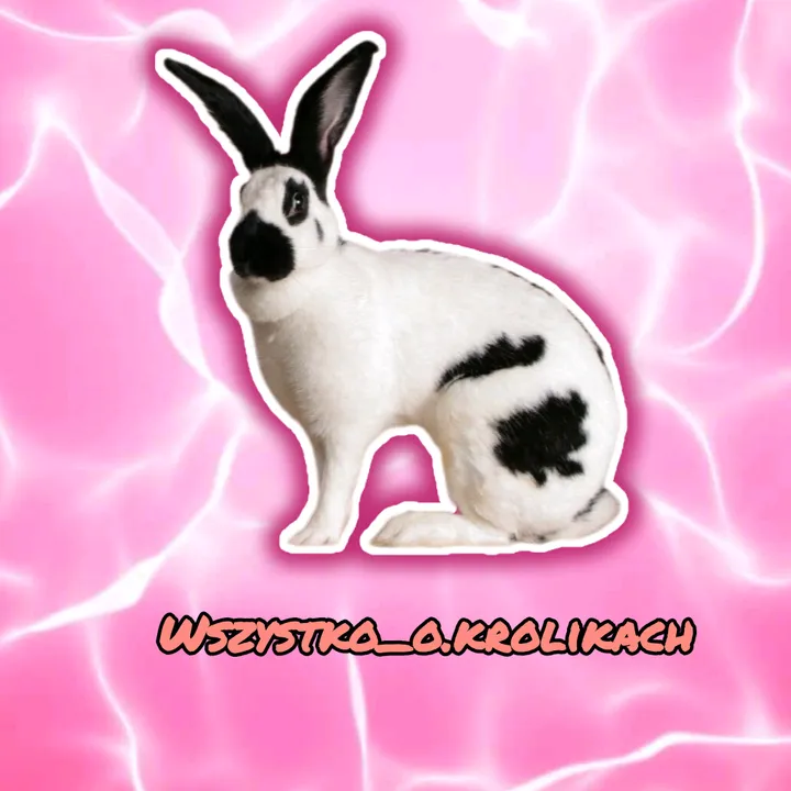 wszystko_o.krolikach