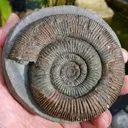 @allaboutthefossils