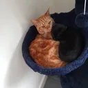 @frumps.merlin.leo