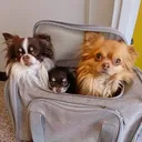 @melodygismopeanut
