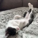 @pepper.tok2