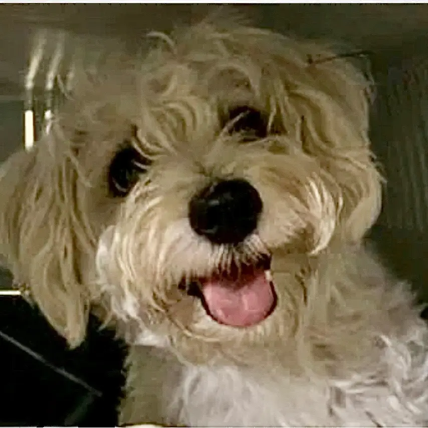 iWoofu.dog