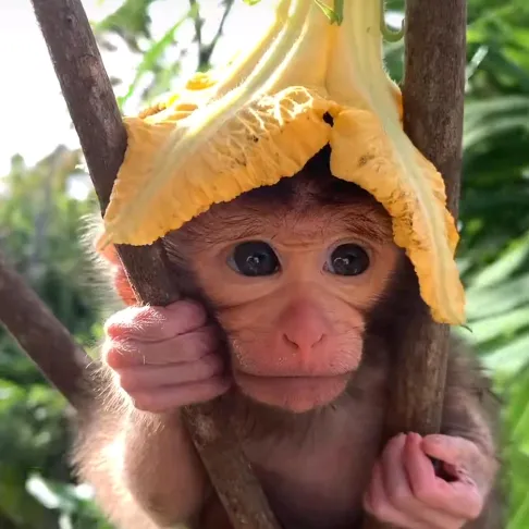 monkey.madness3
