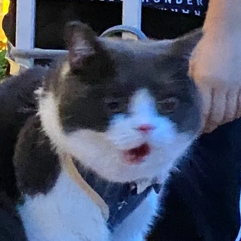 emojithecat_