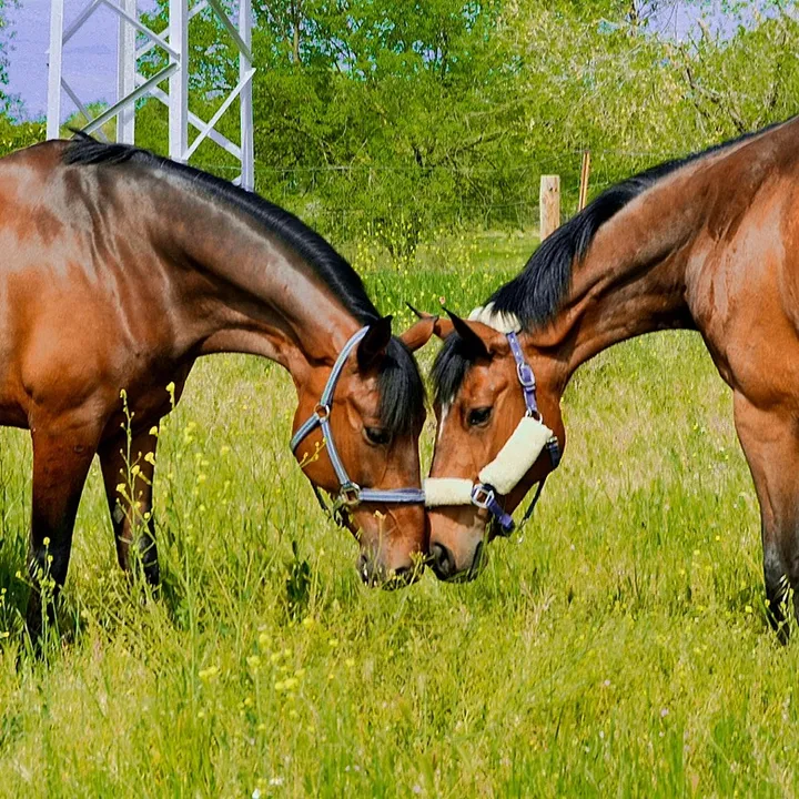 mha.teamriding