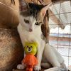 dad.for.all.cats