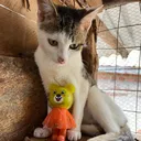@dad.for.all.cats