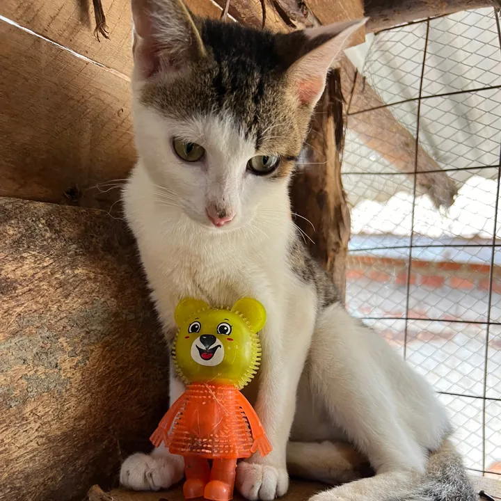 dad.for.all.cats