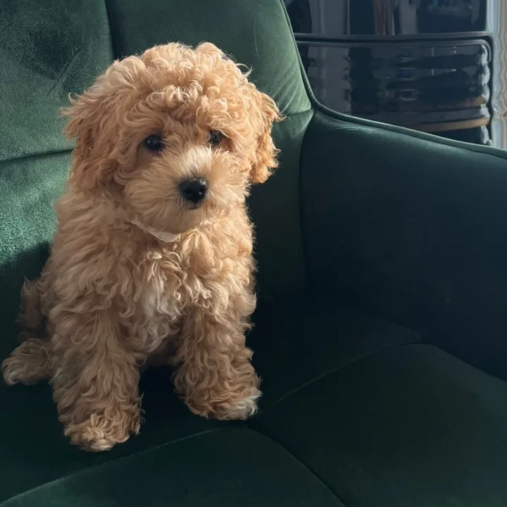 @dinothemaltipoo