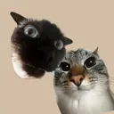 @thatcatdobby