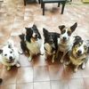 my_funny_dog
