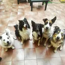 @my_funny_dog