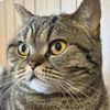 sonja_kitty_cat