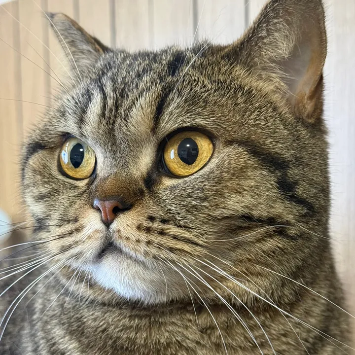 sonja_kitty_cat