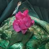 haqqani.rose