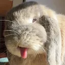@4buns_at_home