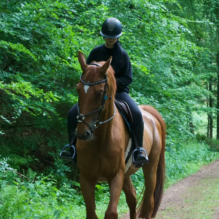 annalisa.equestrian