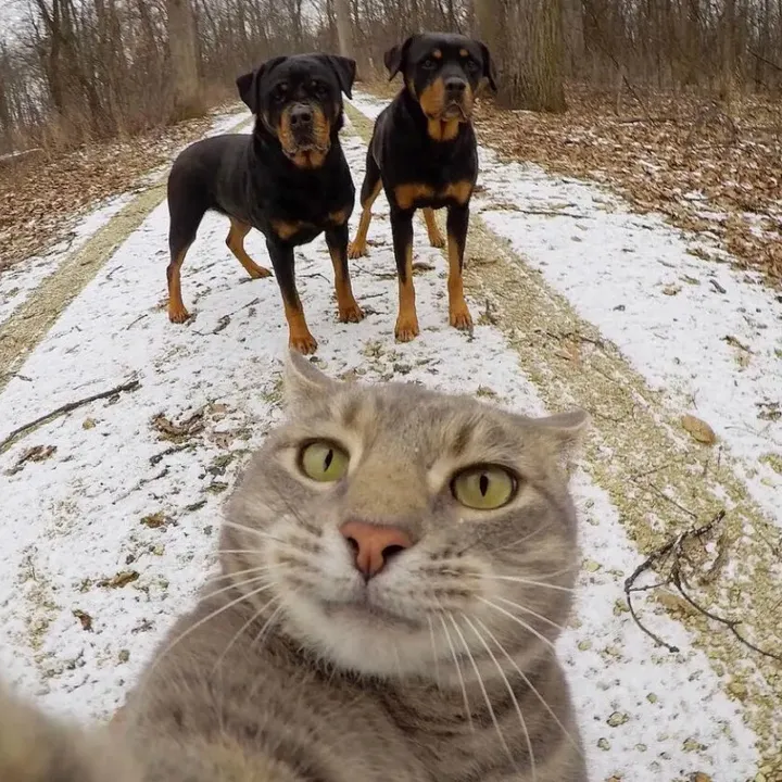animalsare_funny