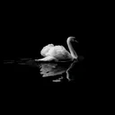 @l_bln52