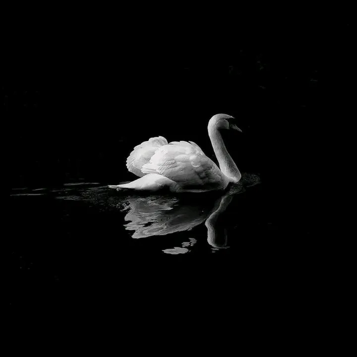 @l_bln52