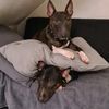 odin_der_minibulli