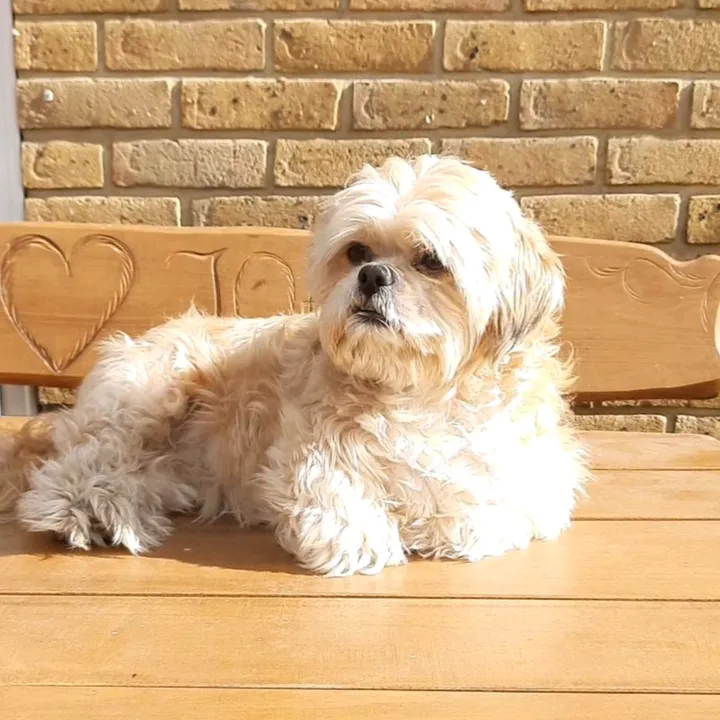 the.tootsie