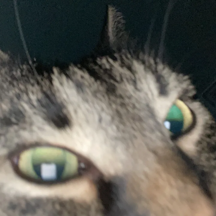 realcjanttv