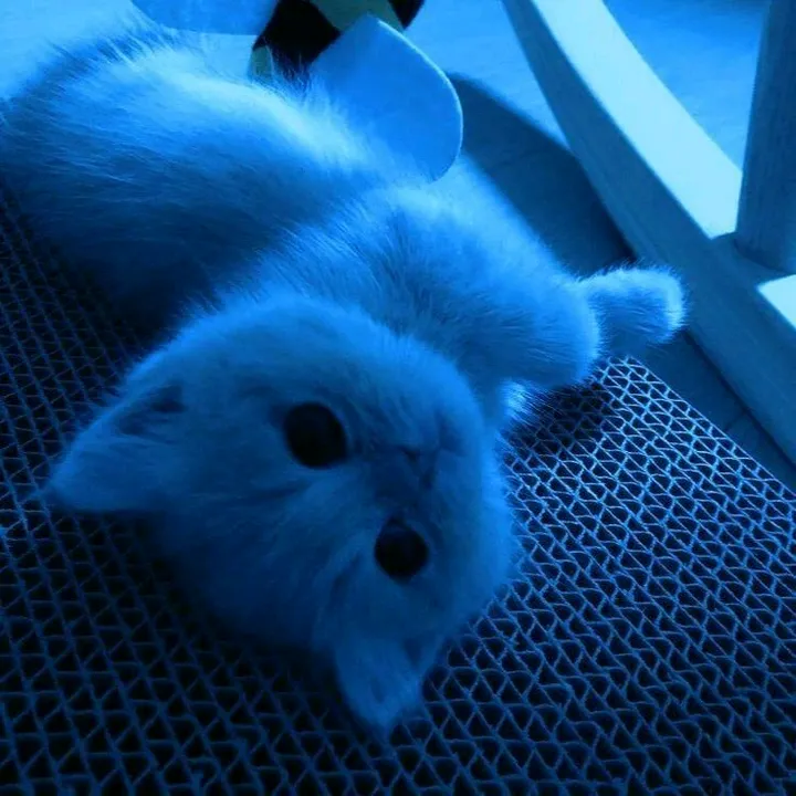 @silly0_0cat