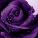 @sacha3116