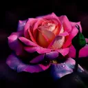 @lilleke99
