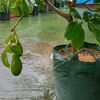 produksibuah_sbs