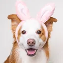 @mygoldenpartner