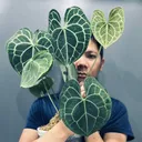 @huy_with_plants